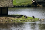 siedenburg-enten-haus